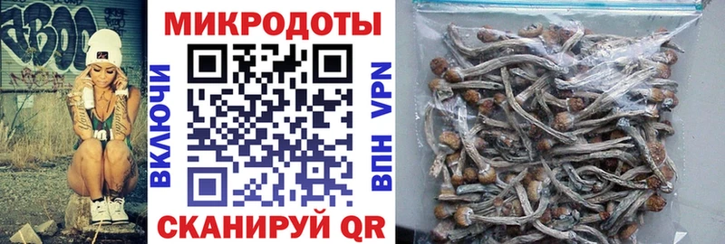 наркошоп  Ступино  Псилоцибиновые грибы Psilocybe 